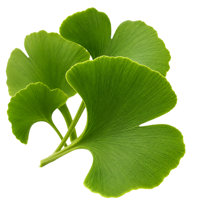 Ginkgo Biloba