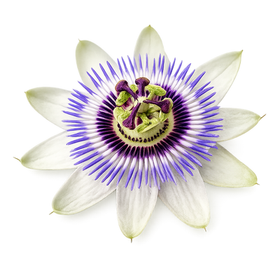 Pasiflora